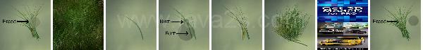 Photoshop Nature Grass Tutorial Photoshop Nature Grass Tutorial
